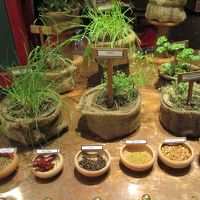 レストランの野菜やスパイスの説明