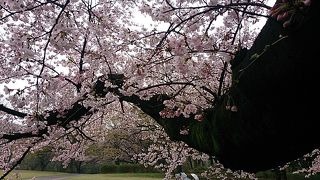 お勧めお花見スポット