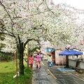 桜の開花時期の散歩がお薦め