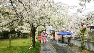 桜の開花時期の散歩がお薦め