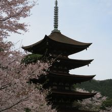 桜の咲いた瑠璃光寺