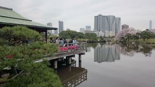 池の上でお茶を楽しむ