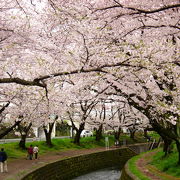 千本桜の名にふさわしい圧巻の桜並木