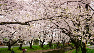 千本桜の名にふさわしい圧巻の桜並木