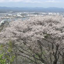 山頂の駐車場の桜