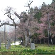 樹齢800年の桜