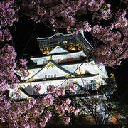 大阪城の夜桜 ♪