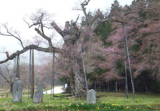 樹齢800年の桜