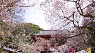 朱色の門と桜のコントラストが美しい