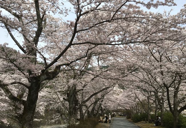 七谷川畔 クチコミ アクセス 営業時間 亀岡 フォートラベル