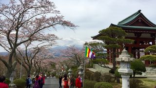 4/6 桜＆休園情報・まだまだ五分咲きの仏舎利塔