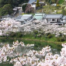 この時の桜は満開状態！