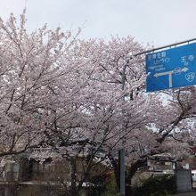 見事に咲いていました。