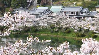 今年も行って来ました信貴山へ！桜も満開でした！