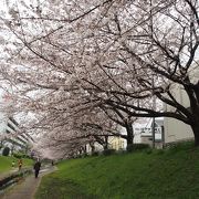 桜の季節はおすすめです