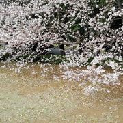 博物館の南側の桜もキレイ