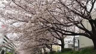 桜の季節はおすすめです