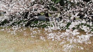 博物館の南側の桜もキレイ