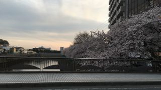 桜が満開です。