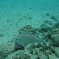 スノーケリングは楽し♪