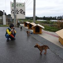 琉球犬の子犬達が迎えてくれます
