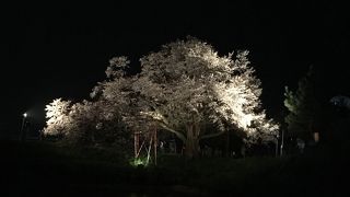 見事な桜