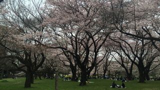 小金井公園で花見