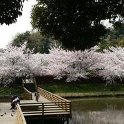 こちらも見事な桜！　東浦和駅界隈