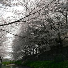 浦和明の星中学・高校の校舎の回りを囲むように桜の並木がありま