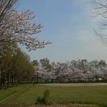 のどかな大間木公園