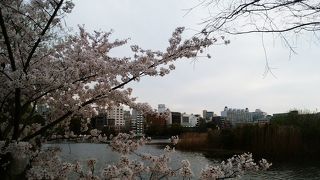 桜の季節、外人さん比率が高いですね。