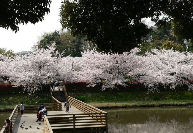 こちらも見事な桜！　東浦和駅界隈
