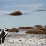 野生のペンギンと触れ合えるスポット