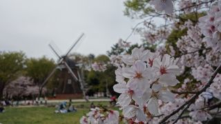 名城公園は桜の名所です。