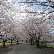 寒川の桜の名所に