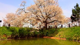 見応えのある桜です