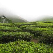 見渡す限りのお茶畑