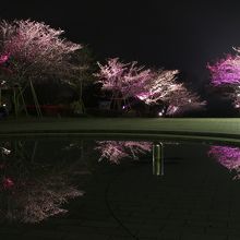池に反射した夜桜
