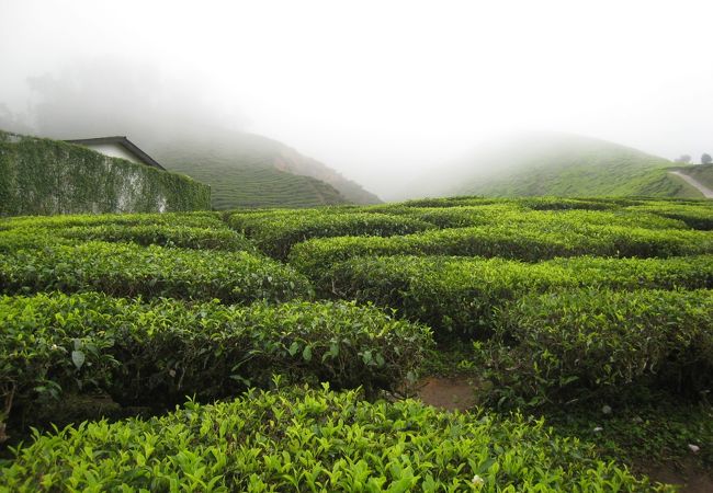 見渡す限りのお茶畑