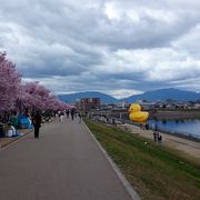 子連れの花見にいい。桜がきれい。