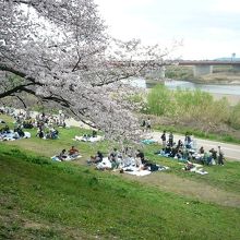 桜並木と宇治川