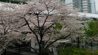 今年も桜が満開でした。