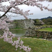 天守閣跡の石垣と桜の花のコラボレーションです。