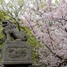 志都岐山神社の前にある狛犬と桜です。