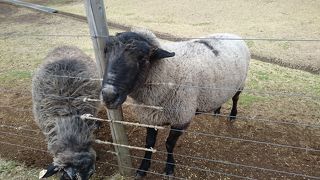 ファームツアー