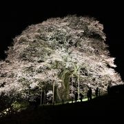 4月６日現在、満開です。