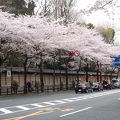 靖国神社周辺の桜が満開でした