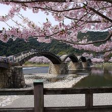 桜と錦帯橋です。