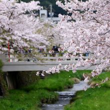 川面に散る満開の桜の花びら