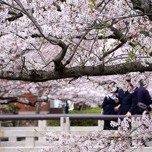 人々が行き交う橋も今の時期は桜の撮影スポットになっています。
